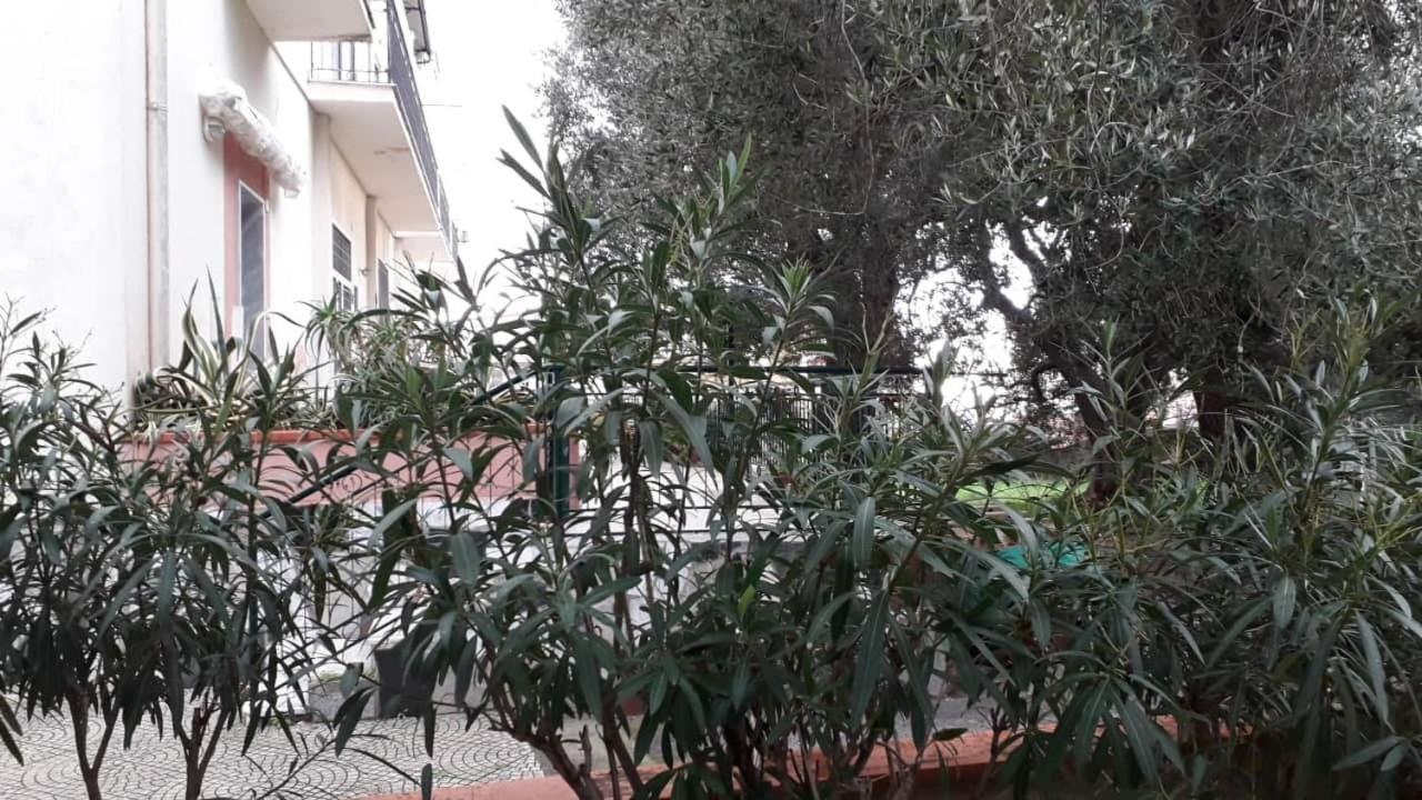 Cialoma Full Green Marina di Camerota Eksteriør billede